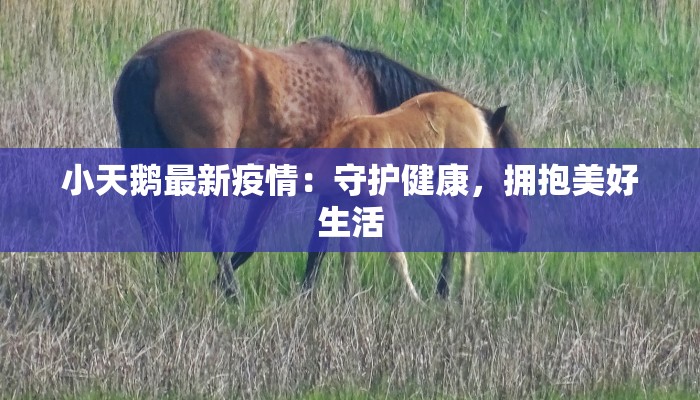 小天鹅最新疫情：守护健康，拥抱美好生活