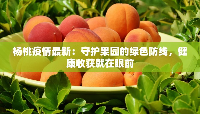 最新疫情风险惠州：科学防控，守护健康生活