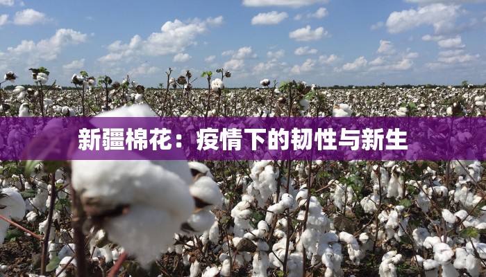 新疆棉花：疫情下的韧性与新生