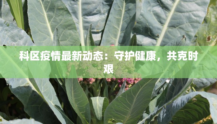 科区疫情最新动态：守护健康，共克时艰