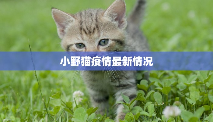 小野猫疫情最新情况