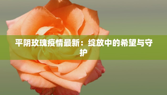 平阴玫瑰疫情最新:绽放中的希望与守护 平阴玫瑰疫情最新:绽放中的希望与守护