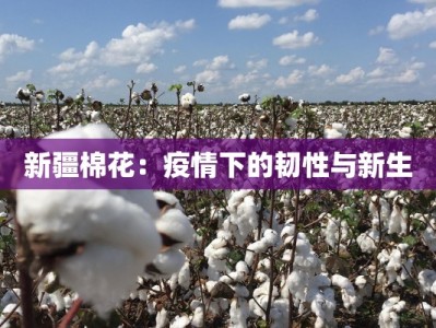 新疆棉花：疫情下的韧性与新生