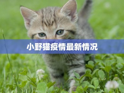 小野猫疫情最新情况