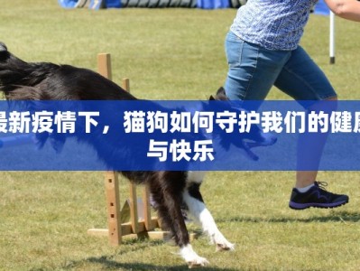最新疫情下，猫狗如何守护我们的健康与快乐