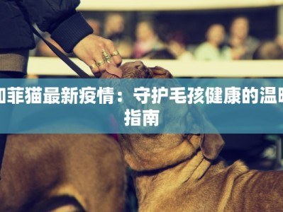 加菲猫最新疫情：守护毛孩健康的温暖指南