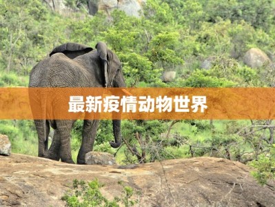 最新疫情动物世界
